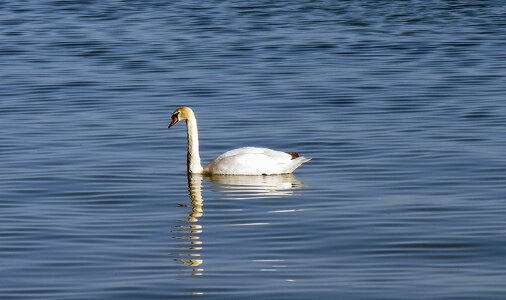 Water bird white wave