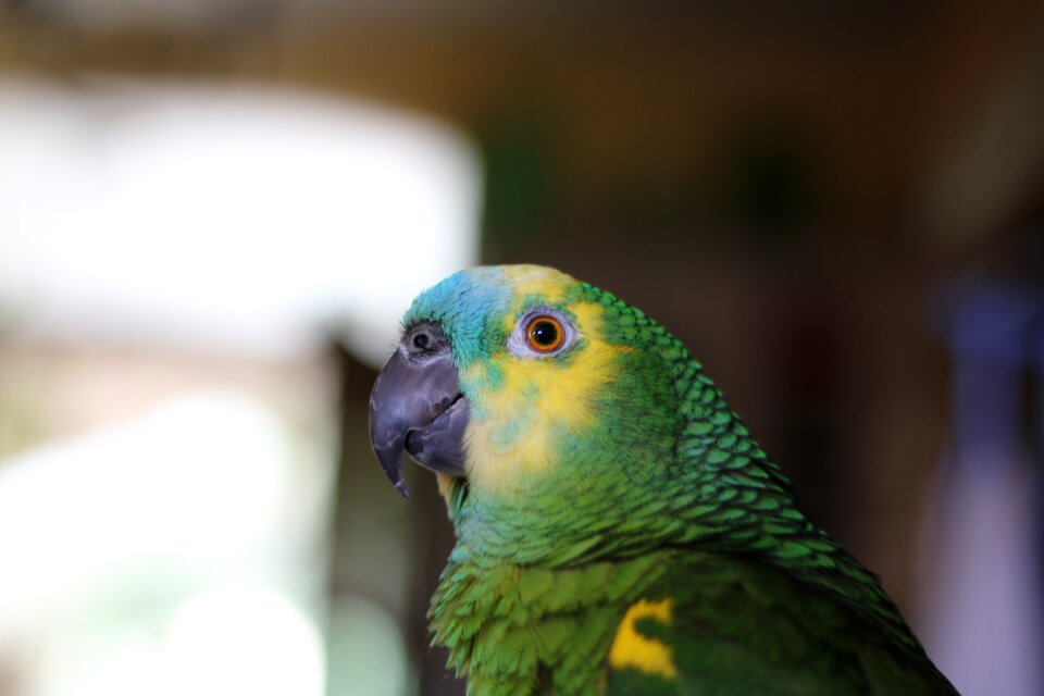 Feathers animal exotic bird