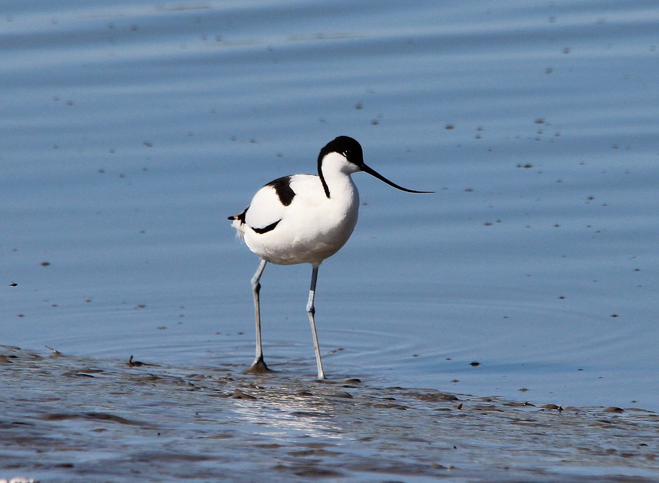 Watt bird water bird bird