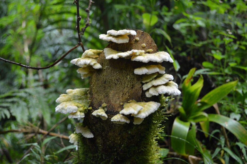 Moss trunk nature