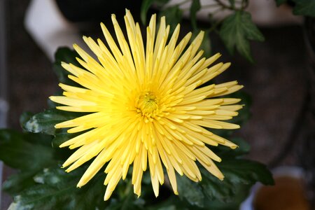 Flower nature close up photo