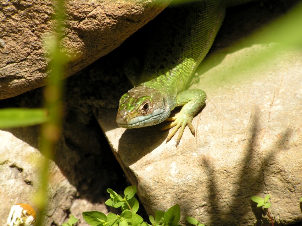 Nature wildlife green