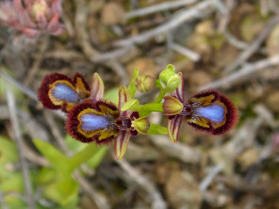 Orchid priorat montsant