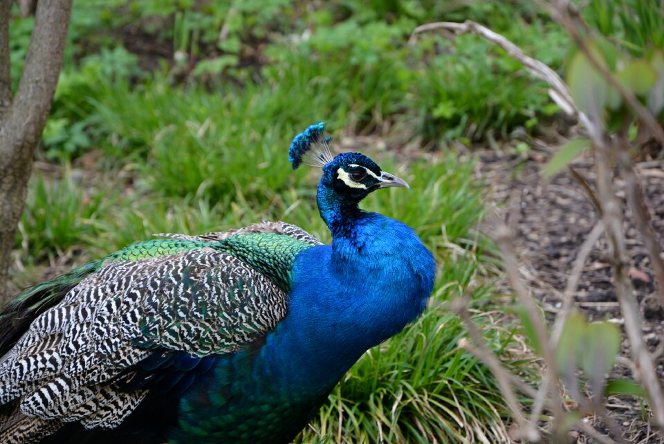 Zoo animal color