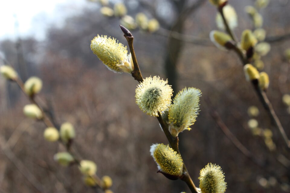 Spring flowers light green backlight