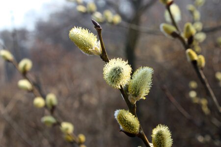 Spring flowers light green backlight