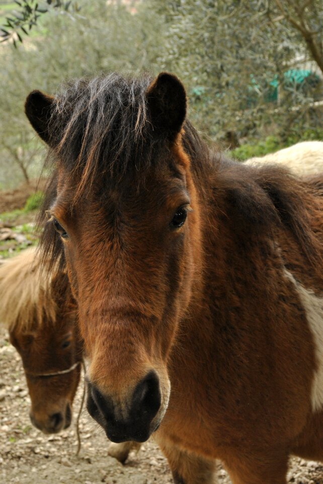 Nature animals pony