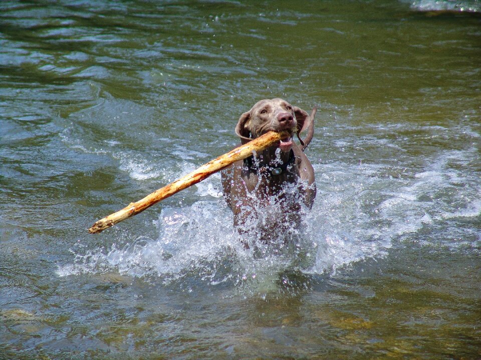 Joy of life waters animal photo