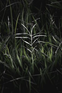 Botanical flora