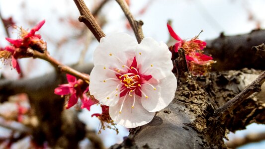 Spring spring flowers macro