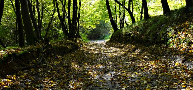 Autumn foliage landscape