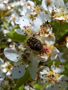 Oxythyrea funesta coleoptera hairy beetle