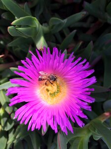 Bee flower photo