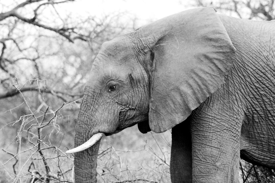 Tusk endangered nature
