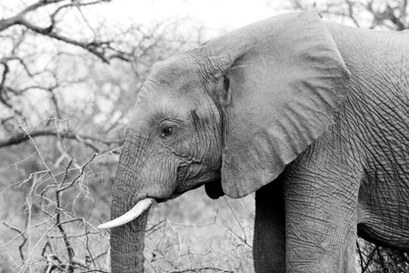 Tusk endangered nature