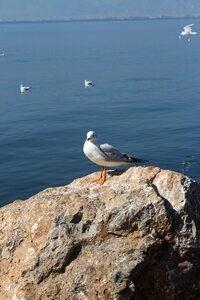 Seagull erhai lake stone photo