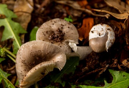 Mushrooms wet texture