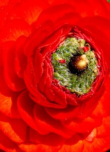 Ranunculus red macro