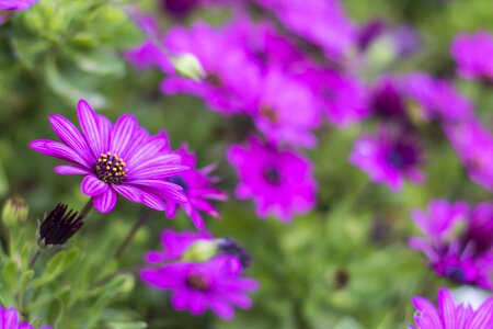 Lilac daisy flower nature