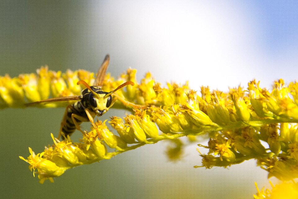 Insect macro close up photo