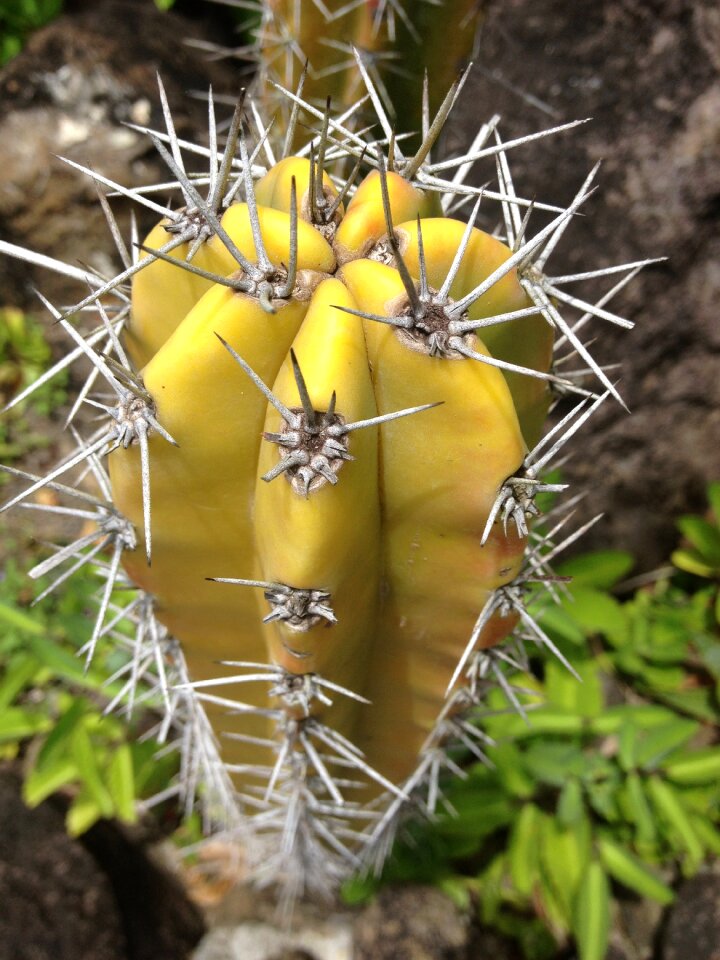 Exotic flower botany garden