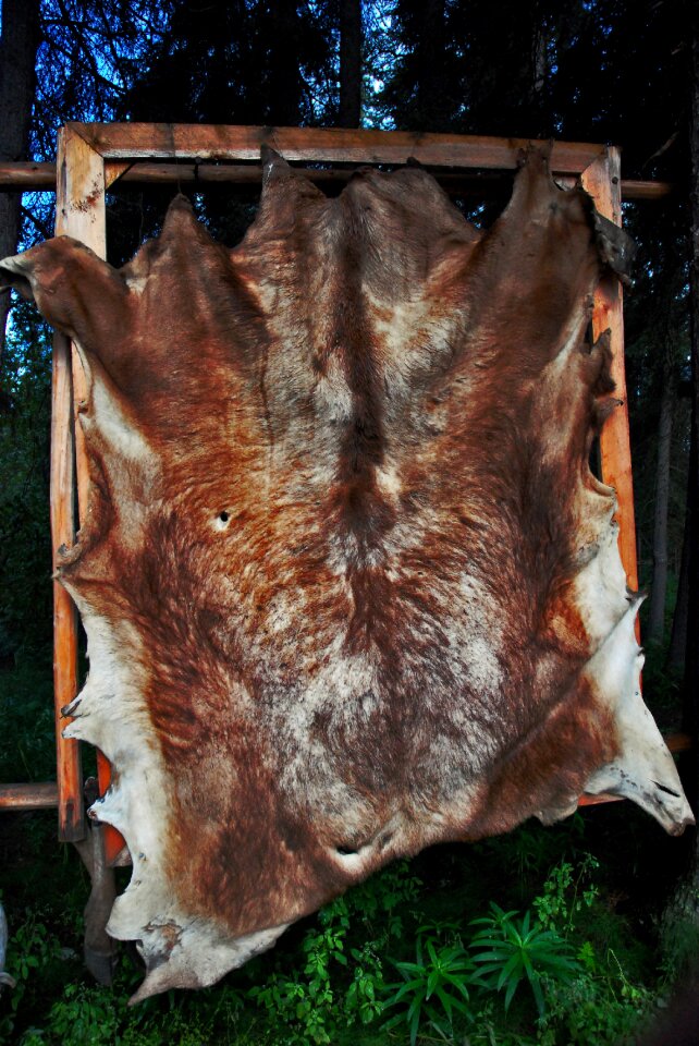 Mammal nature