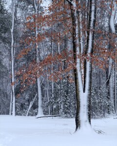 Snow winter trees landscape photo