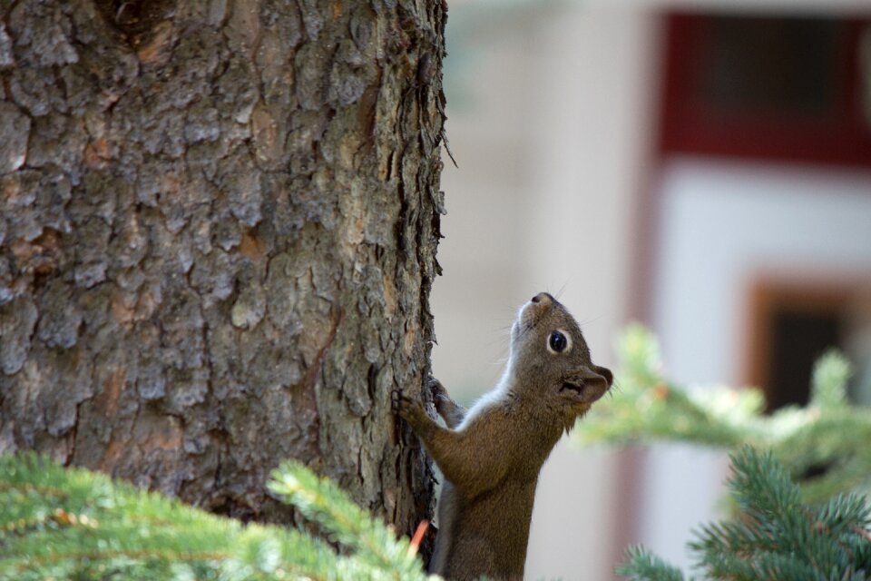 Mammal nature wildlife