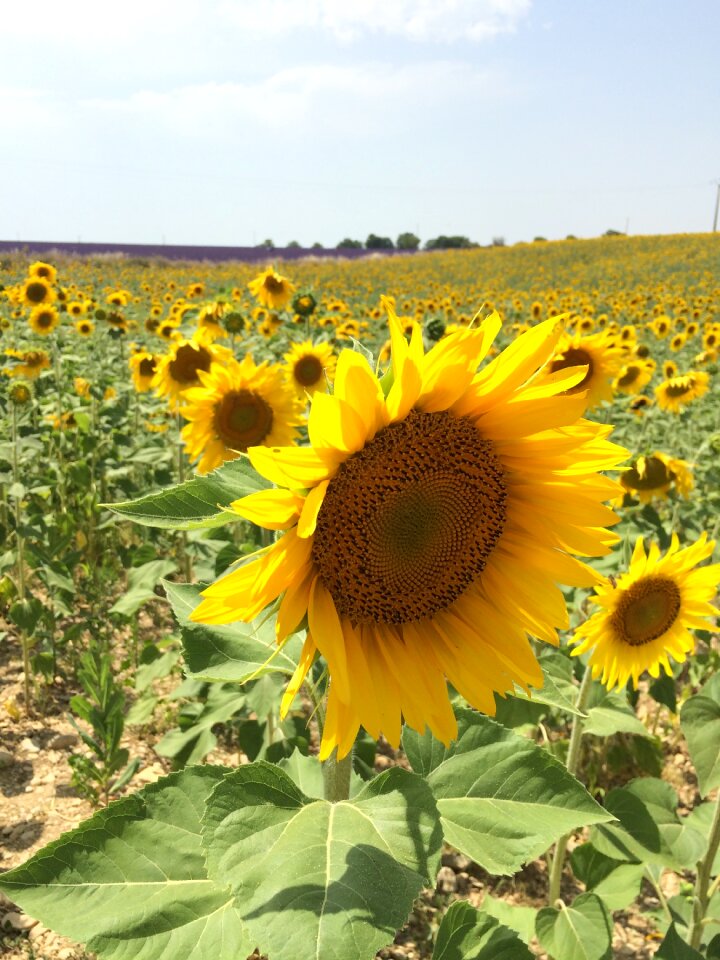 Sunshine nature