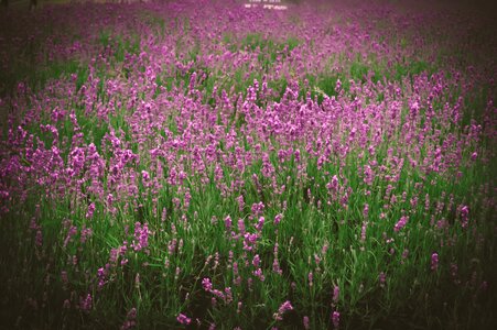 Pink lavendar green photo