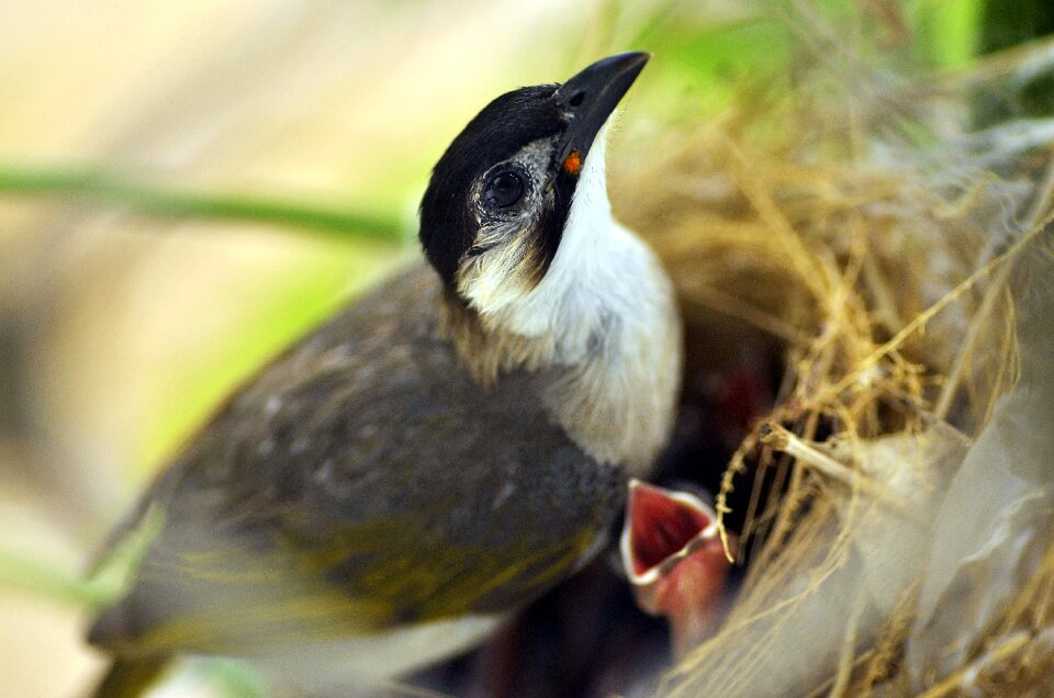 Animal feather nature