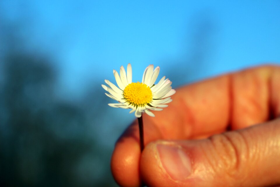 Hand holding out a flower give a flower delicate