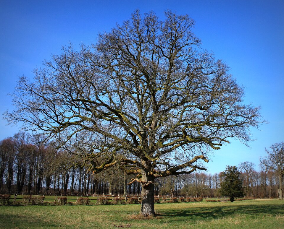 Spring nature parklandschaft
