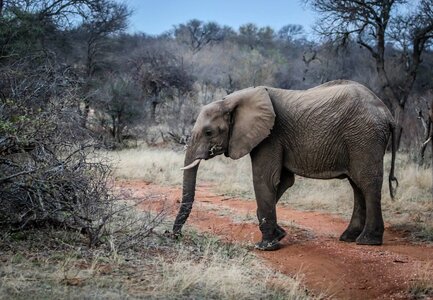 Animal large ivory photo