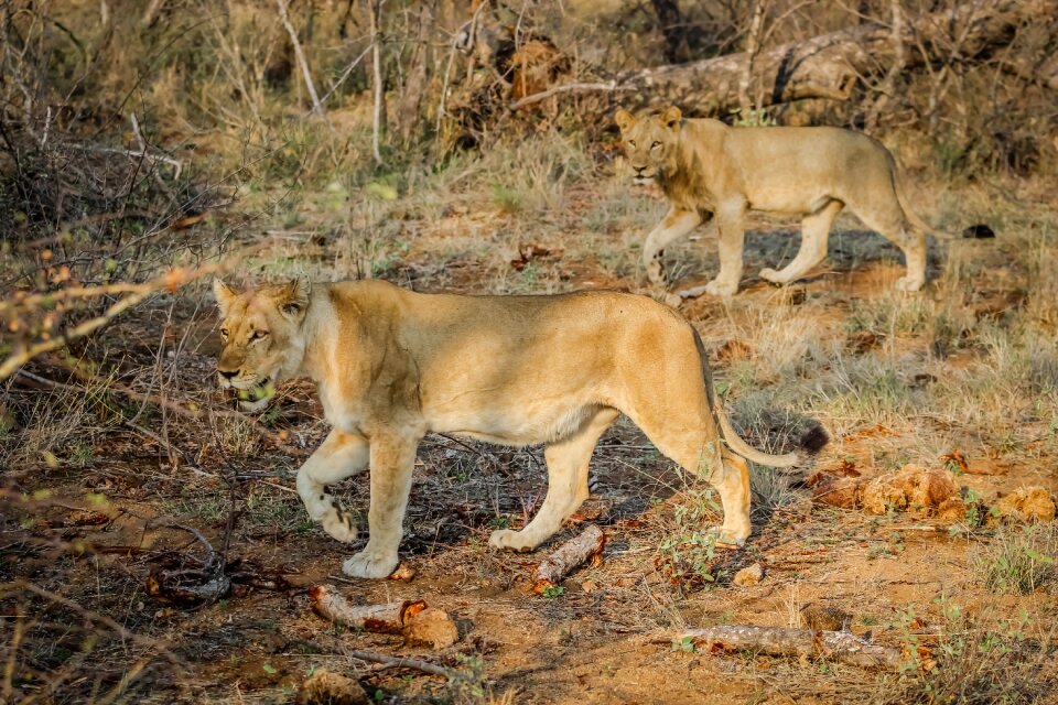 African wild cat