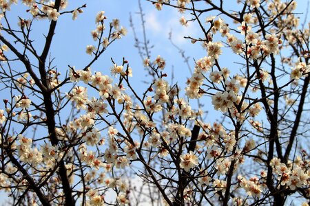 Landscape flowers nature
