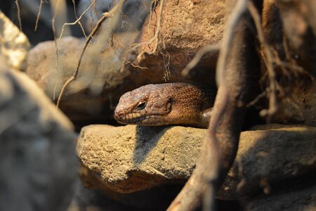 Schuppenkriechtier scaly brown
