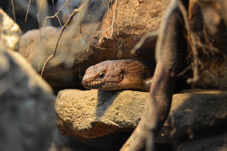 Schuppenkriechtier scaly brown photo