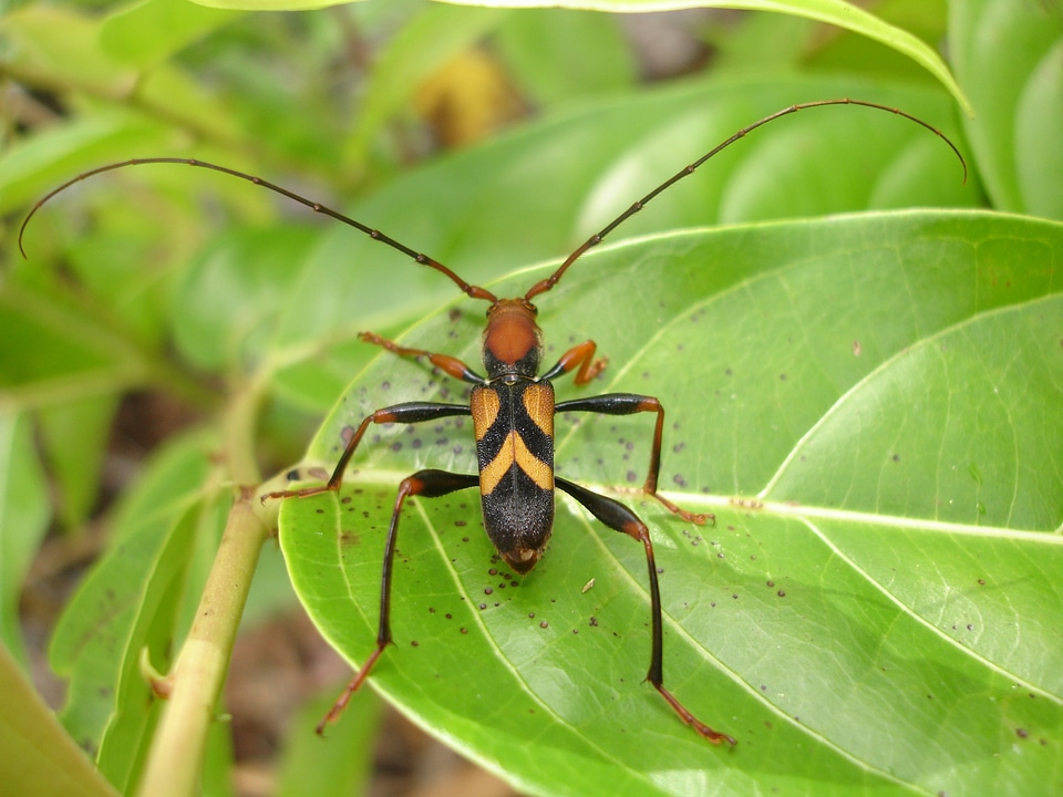 Long-horned beetles longicorns insect bug