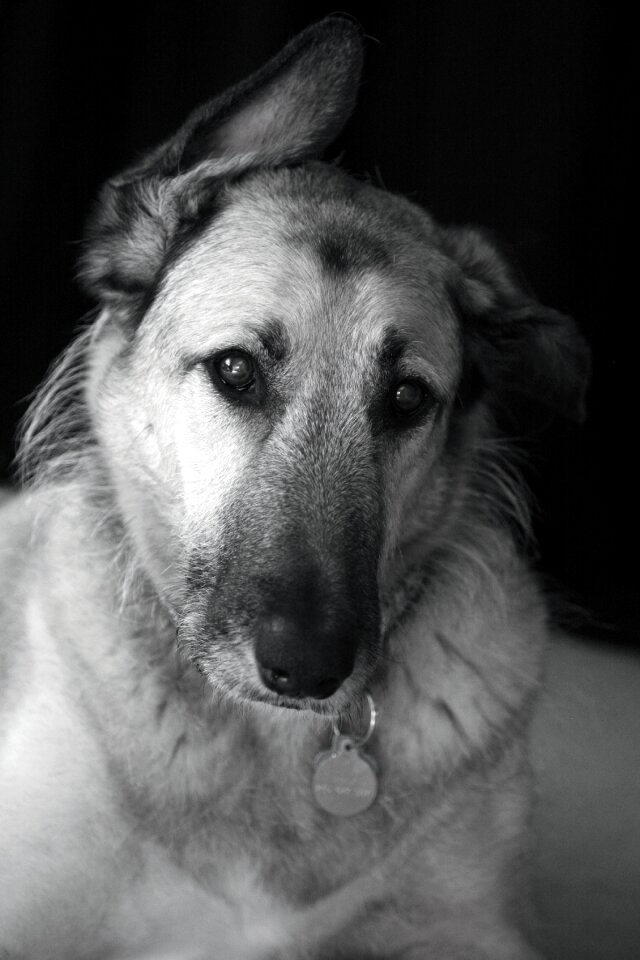 Home active doggy