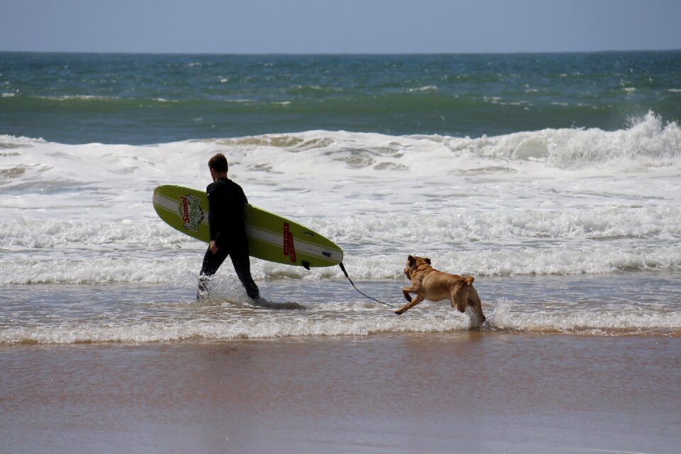 Plank domestic animals canine