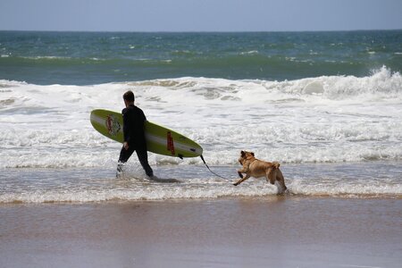 Plank domestic animals canine