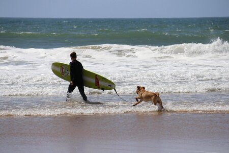 Plank domestic animals canine photo