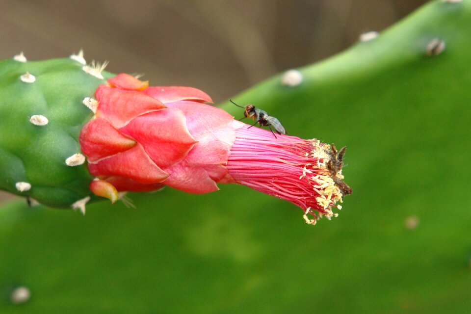 Insect flower nature