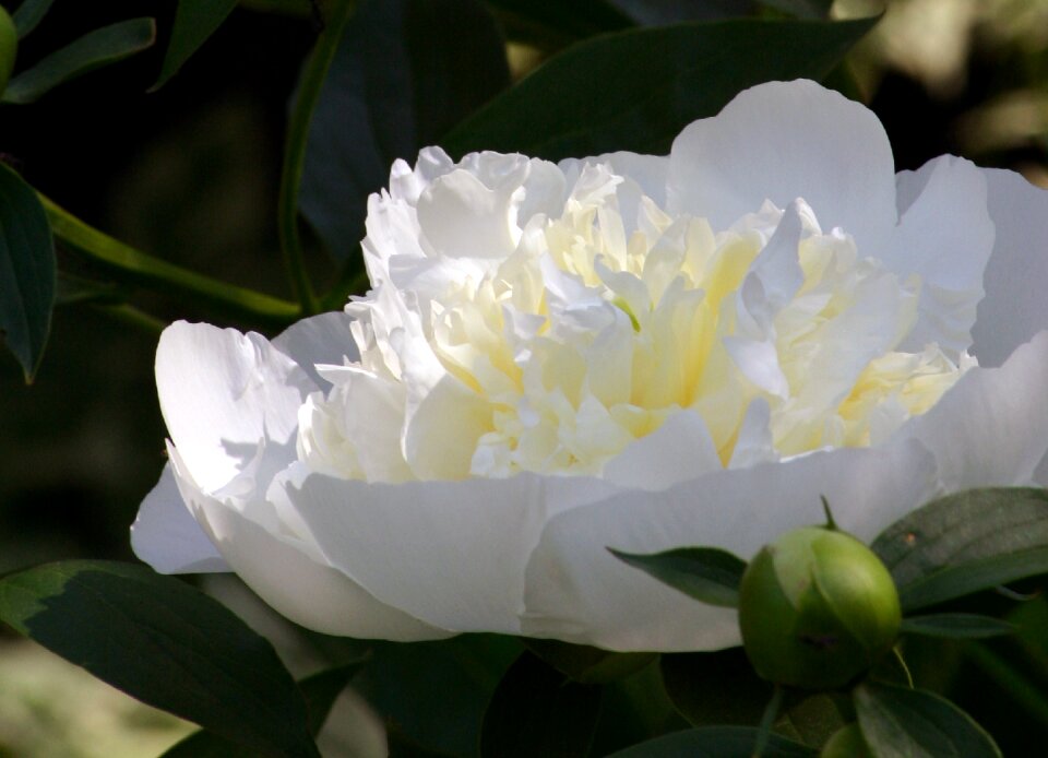 Botanic white china