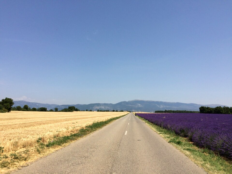 Nature blue wheat