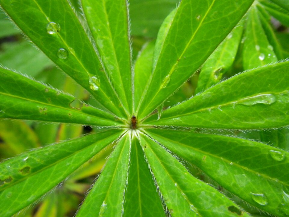 Macro green nature
