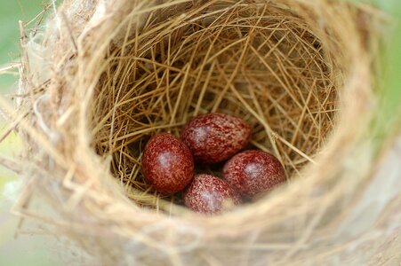 Nest egg animal wildlife photo