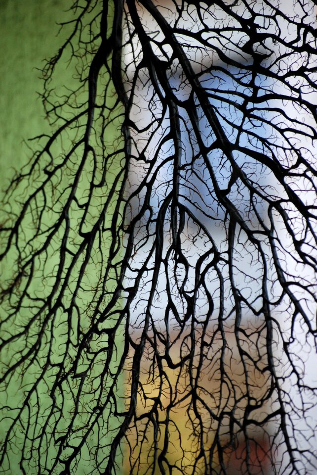 Dry ornament nature