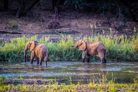 Pachyderm tusk water